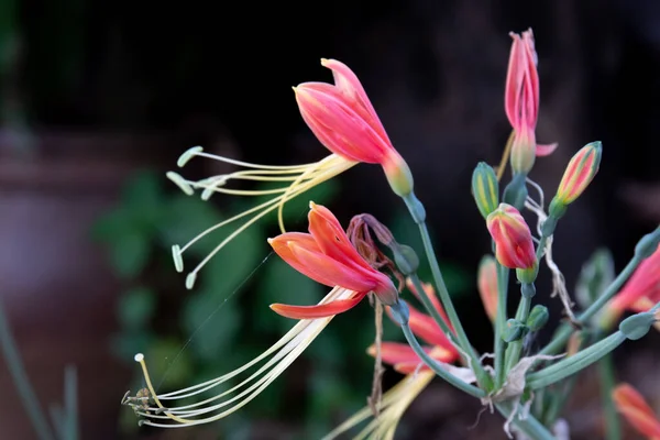 Çiçek açan Kırmızı Öksürük Çiçeklerini Kapat