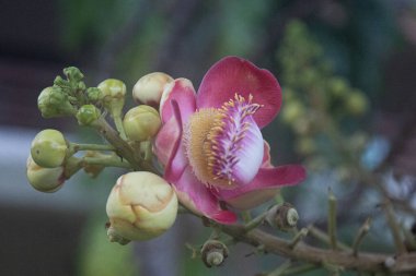 Parlak ve Hassas Pembe Çiçekler