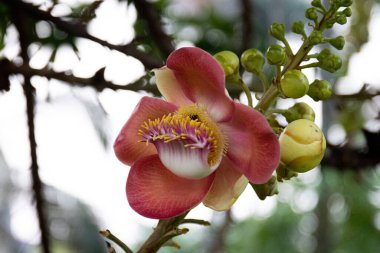 Parlak ve Hassas Pembe Çiçekler