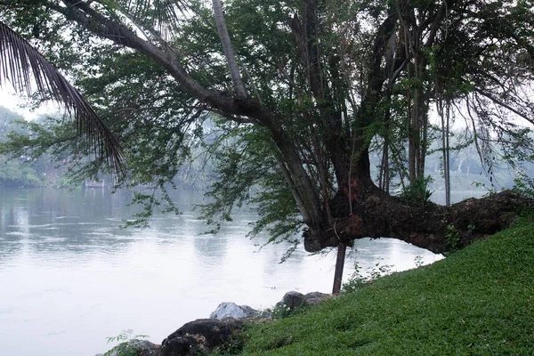 Μεγάλο Δέντρο Δίπλα Στον Ποταμό — Φωτογραφία Αρχείου