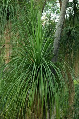 Yeşil Yaprak Dokusunu ve Desenini Kapat