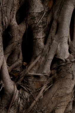 Ağaç Köklerinin dokusu ve deseni.