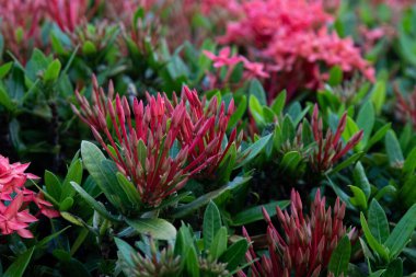 Batı Hindistan yaseminini kapatın, Kızıl Ixora Chinensis Lamk Çiçekleri