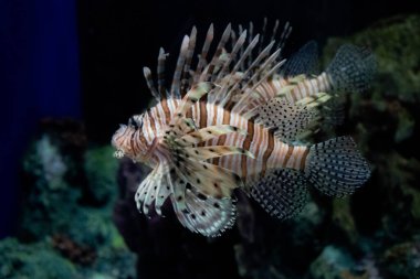 Akvaryumdaki Kırmızı Aslan Balığını kapat.