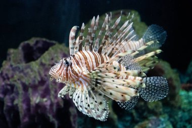 Akvaryumdaki Kırmızı Aslan Balığını kapat.