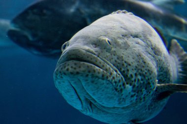 Dev Orfoz Balığı, Epinephelus Lanceolatus 'u kapatın.
