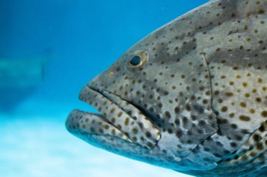 Dev Orfoz Balığı, Epinephelus Lanceolatus 'u kapatın.