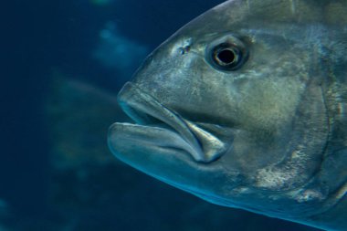 Dev Orfoz Balığı, Epinephelus Lanceolatus 'u kapatın.