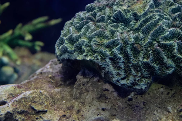 水族馆水下近距离观察珊瑚 — 图库照片