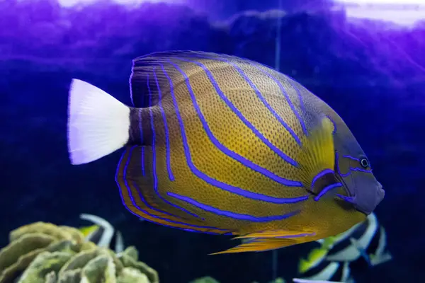 Cerrar Anillo Azul Angelfish Acuario — Foto de Stock