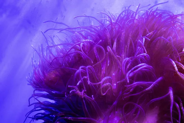 Akvaryumdaki Deniz Anemonu 'nu kapatın.