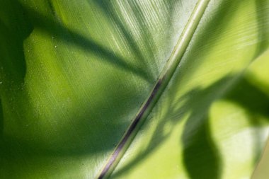 Taze yeşil yaprağın üzerindeki gölge