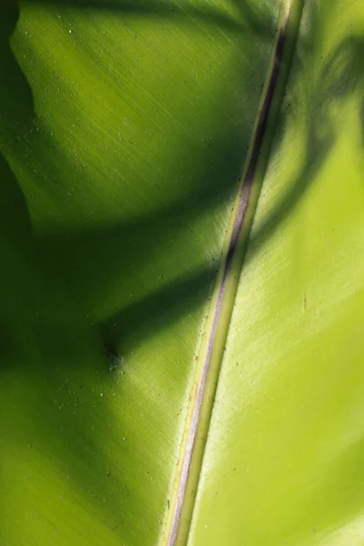 Shadow on fresh Green leaf