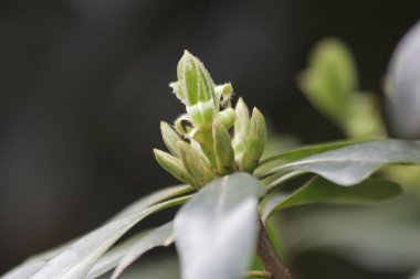 Close up budding green leaves