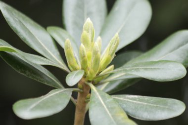 Close up budding green leaves