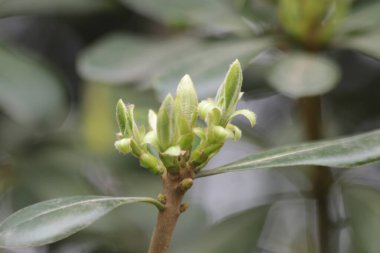 Close up budding green leaves