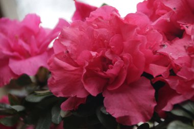 Beautiful blooming red flower, Azalea