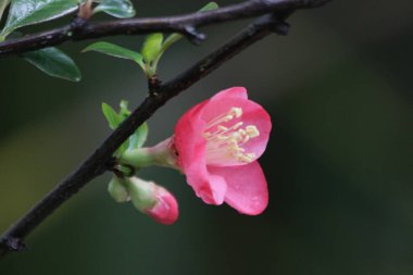 Kapatın Kırmızı Erik Çiçeği, Prunus mume, İlkbaharda