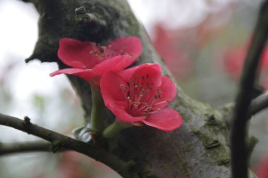 Close up Blooming Red Cherry Blossom