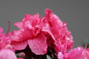 Raindrops on Pink petals of blooming , Azalea flower