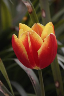 Kırmızı ve sarı bir lale, popüler bir bahar çiçeği.. 