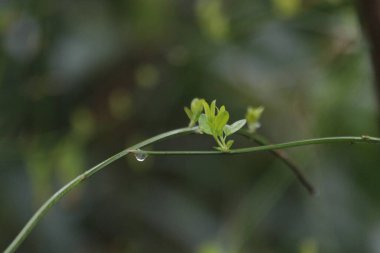 Tomurcuklanan Yeşil Yapraklar İlkbaharda, Yeni Mevsim Geliyor, Büyüyen Mevsim, Yeni Çember Başlayacak