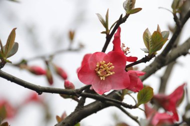 Kapatın Kırmızı Erik Çiçeği, Prunus mume, İlkbaharda
