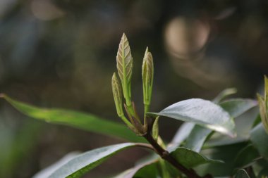 Tomurcuklanan Yeşil Yapraklar İlkbaharda, Yeni Mevsim Geliyor, Büyüyen Mevsim, Yeni Çember Başlayacak
