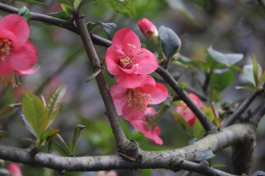 Kapatın Kırmızı Erik Çiçeği, Prunus mume, Çin 'de, Bahar mevsiminde