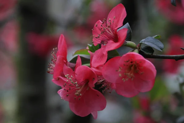 Flor Ciruela Roja Primavera China — Foto de Stock