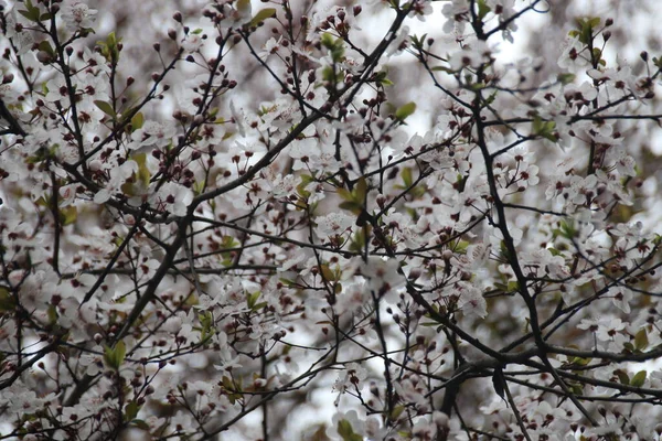 Printemps Arrive Gros Plan Fleur Cerisier Blanc Dans Parc — Photo