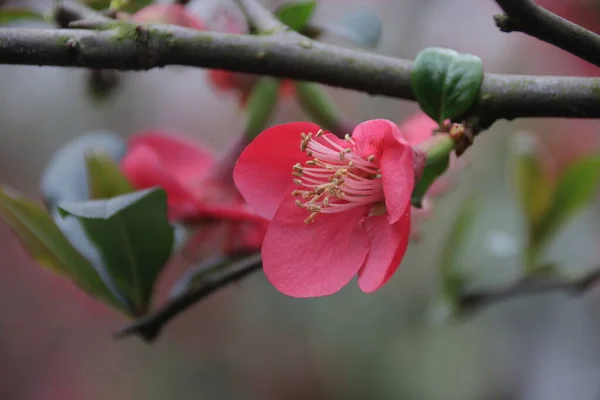 Flor Ciruela Roja Primavera China — Foto de Stock