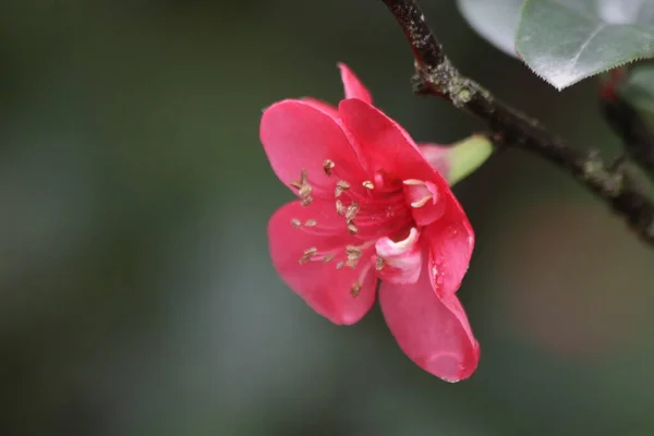Närbild Red Plum Blossom Flower Prunus Mume Våras — Stockfoto