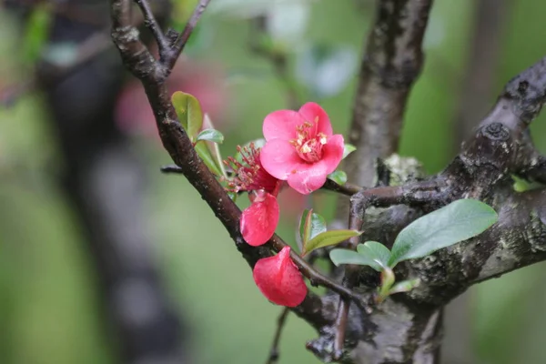 Закрийте Квітку Червоної Сливи Prunus Mume Весняний Час — стокове фото