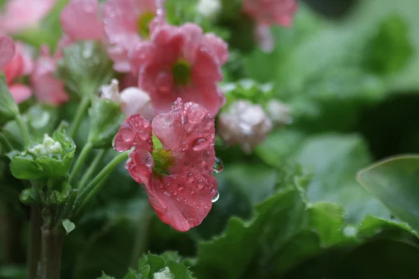 Bahar Mevsiminde Çiçek Açan Pembe Begonya Çiçeklerine Yağmur Damlaları Yağar — Stok fotoğraf