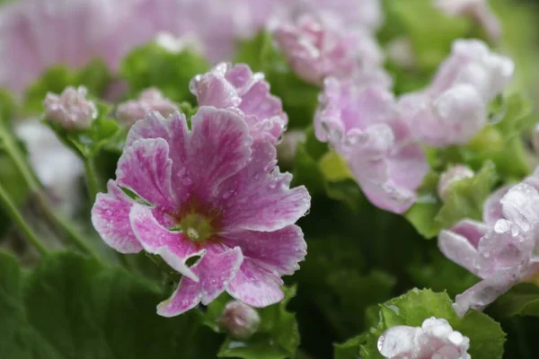 Gotas Chuva Flores Begônia Rosa Florescendo Estação Primavera — Fotografia de Stock