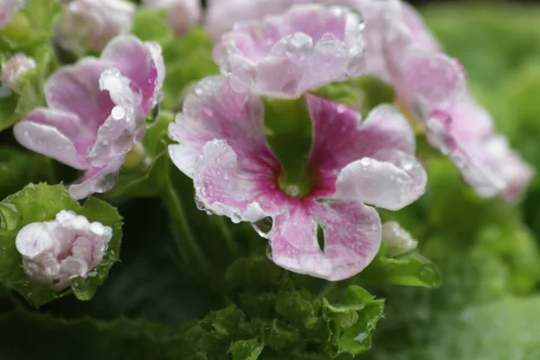 Gotas Chuva Flores Begônia Rosa Florescendo Estação Primavera — Fotografia de Stock