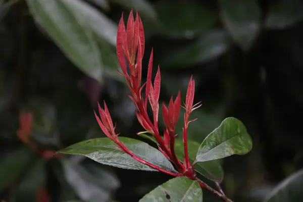 Закрыть Красивые Зарождающиеся Красные Листья Photinia Serrulate — стоковое фото