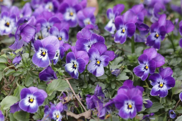 Cerca Floreciendo Hermosas Flores Violetas — Foto de Stock