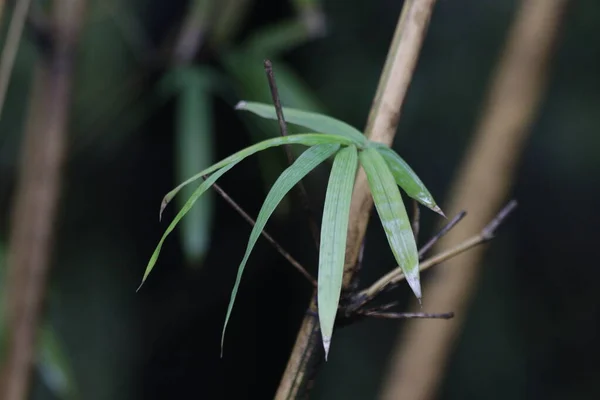 春に新鮮な竹の葉を閉じる 成都パンダ基地 — ストック写真