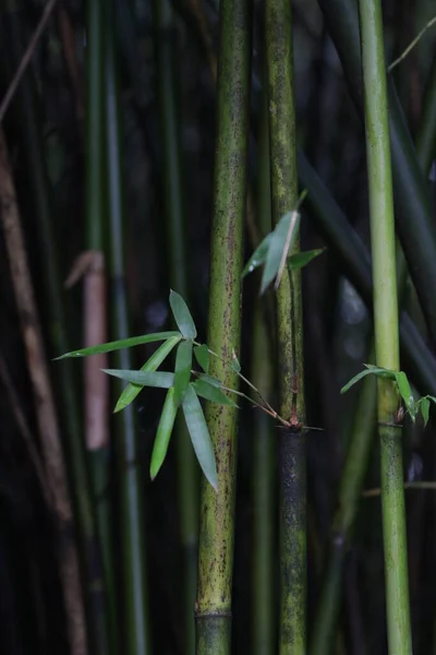 春に新鮮な竹の葉を閉じる 成都パンダ基地 — ストック写真