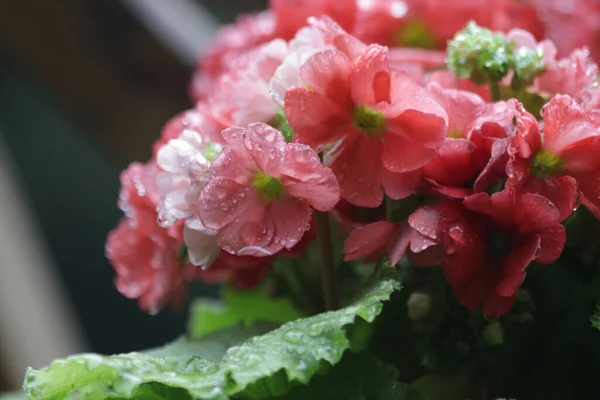 春にピンクベゴニアの花を閉じる — ストック写真