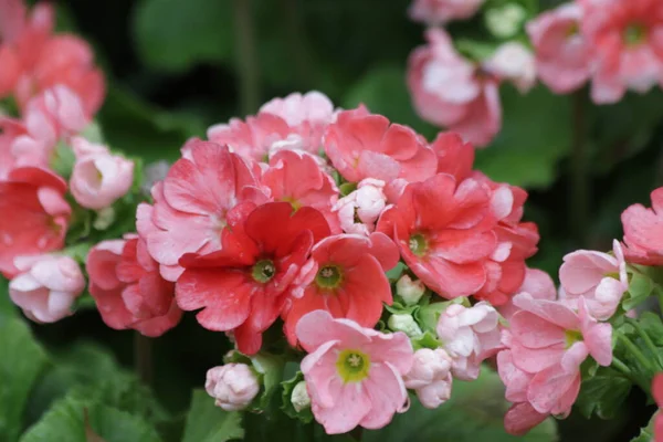 Fechar Florescendo Rosa Begonia Flores Primavera — Fotografia de Stock