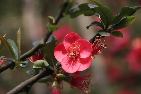 Цветок Алой Сливы Prunus Mume Закройте Весной Китай — стоковое фото