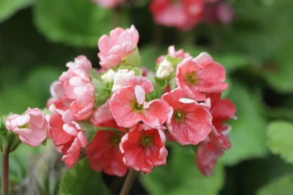 Fechar Florescendo Rosa Begonia Flores Primavera — Fotografia de Stock