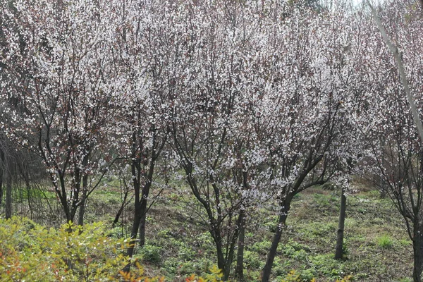 Vit Körsbärsblomma Våren Kina — Stockfoto