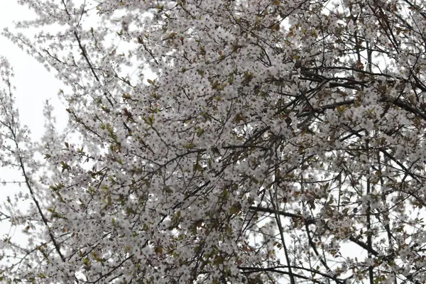 Білий Цвіт Вишні Навесні Китай — стокове фото