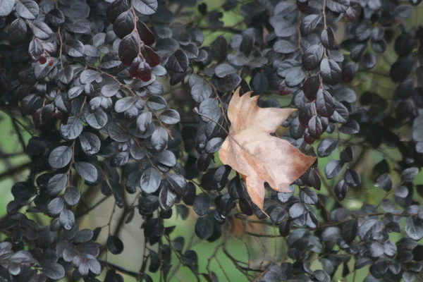 Dried Maple Leaf Ground — Stock Photo, Image