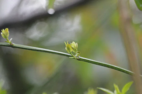 Budding Green Leaves Spring New Season Coming Growing Season New — Stock Photo, Image