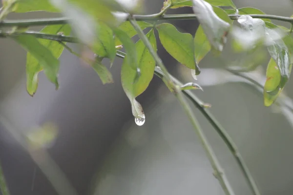 Primer Plano Gota Lluvia Sobre Hoja Verde Temporada Primavera —  Fotos de Stock